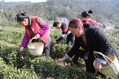 鹤峰 | 高山有机茶开采 帮扶企业送技促增收