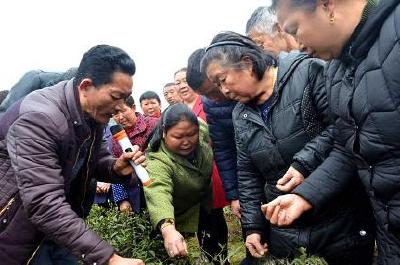 来凤 | 田间培训春茶采摘技术 