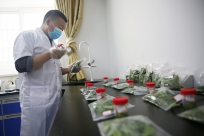 农药残留0.7%以下 巴东溪丘湾的茶叶质量安全吗？