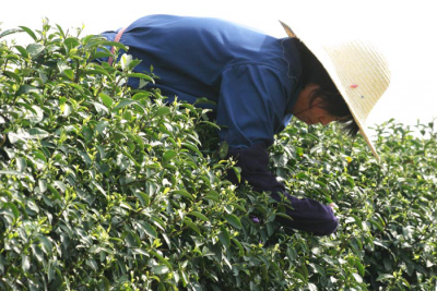 2018年恩施州春茶价格总体与去年基本持平