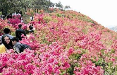 全省清明游客量突破1600万人次 赏花游成