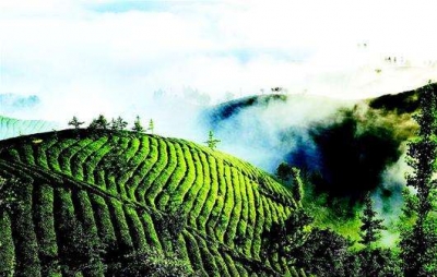 鹤峰：茶叶保险免除贫困户后顾之忧