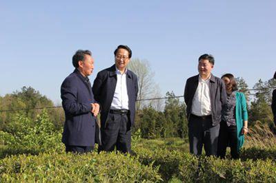 肖谏诚到利川金利茶业有限公司调研