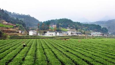 视频丨柯俊到巴东建始鹤峰调研强调 身入心入 精准发力坚决打好打赢脱贫攻坚战