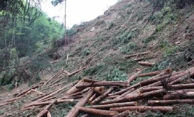 宣恩：一村民滥伐林木破坏森林资源被逮捕