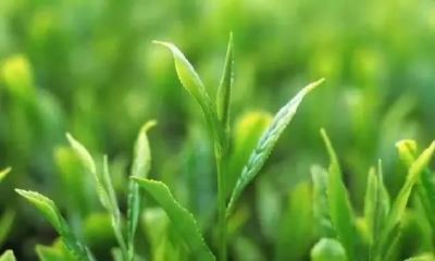 厉害了！恩施5种茶拿下金奖，副省长现场代言！