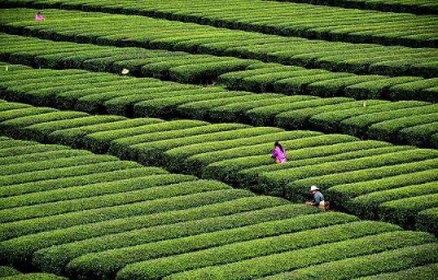 产业铺就富裕路 ——全州62.5万人依托特色产业实现脱贫