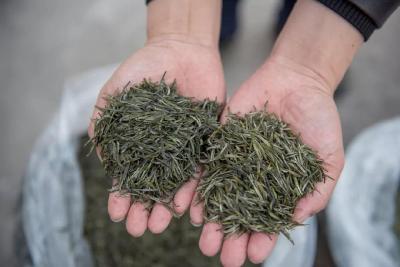 天价茶叶如何“炒”出来？好坏真假全凭专家一张嘴？