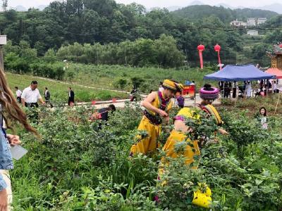 建始第二届牧童蓝莓采摘节启动 首日迎来数百名游客