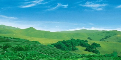 ​鹤峰创建“全国有机茶第一县”