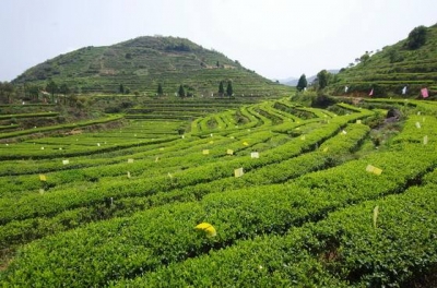 恩施州发布12种道地药材产地初加工技术规程