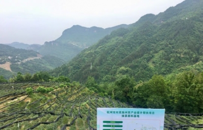 杭州茶产业扶持恩施 富硒抹茶带动农民致富
