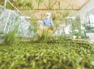 大山沸腾了!恩施阔步流星迈向茶叶强州