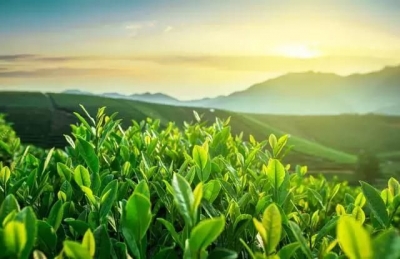 恩施州3县市入选阿里巴巴兴农扶贫(湖北省）首批试点  