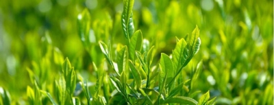 “两罐茶”引爆鄂茶热 未来茶市紧盯年轻化