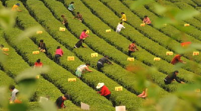一场茶叶采摘的视觉盛宴  