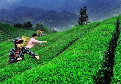 最是茶香能致远 ——恩施硒茶产业发展综述