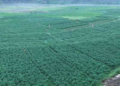 丰水期易遭水毁,鹤峰这500亩风险地终于绿了 年增收达百万元 