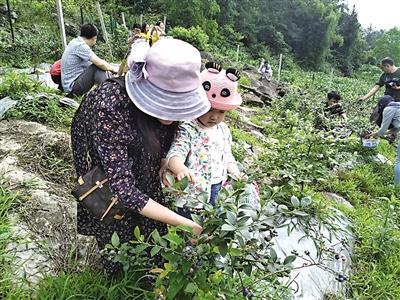 恩施市吉心村首届蓝莓采摘节开园 