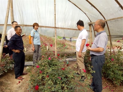 农业农村部种子管理局副局长吴晓玲调研恩施州产业扶贫与现代种业