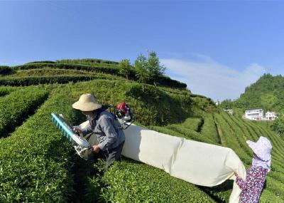 湖北恩施：夏茶采摘“机械化”