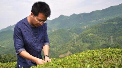 【讲好扶贫故事】“海归”与茶的情缘