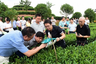 全国100余名茶叶生产技术推广负责人齐聚恩施培训