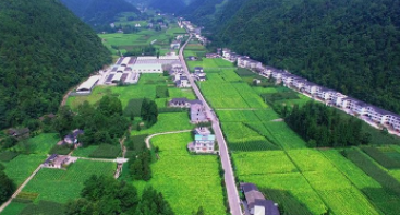 【湖北日报】恩施：初夏时节抹茶飘香