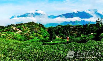 书写茶业新“旅”途：巴东唱响茶旅融合进行曲