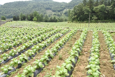 恩施盛家坝：烤烟时节忙