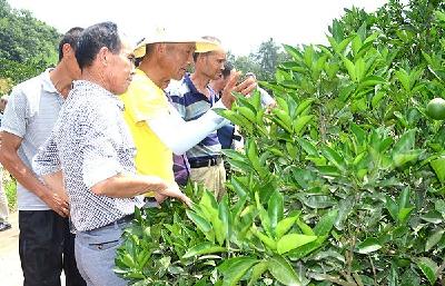巴东县官渡口镇大坪村柑橘种植大户前往秭归“取经”
