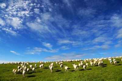 恩施市板桥镇：山村致富“领头羊”
