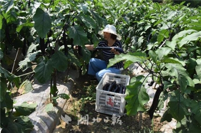 恩施崔家坝：500农户摘茄丰收忙
