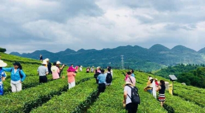 中央民族歌舞团走进伍家台 感受宣恩贡茶文化