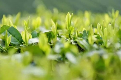 避免杂牌砸牌打造公共品牌 “唐崖”携众多咸丰特产出山