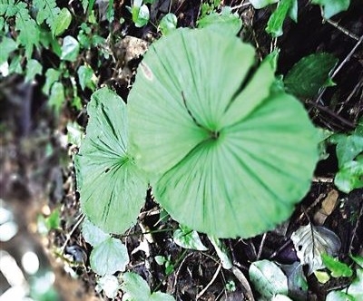 惊！咸丰发现国家二级保护濒危野生植物扇脉杓兰