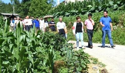 大基地连大市场 建始官店开启高山蔬菜种植新模式