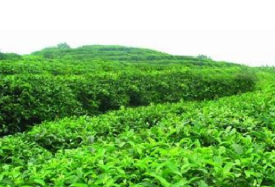 建始首次使用生物农药防治茶叶虫害