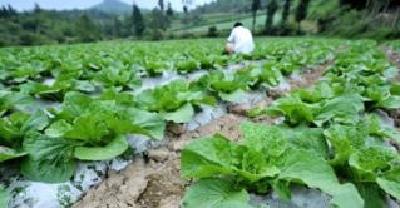 宣恩椿木营高山蔬菜助农增收6000万元