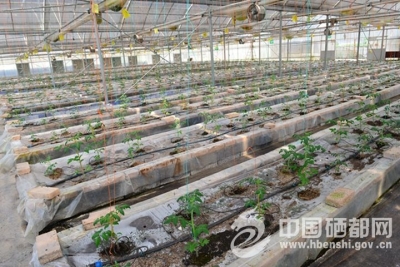 龙凤：科技“遥控”种地