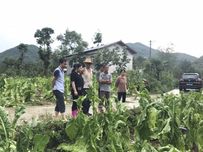 巴东绿葱坡遭遇冰雹和强降雨 农作物绝收达200余亩