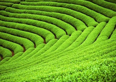 国家茶叶产业技术体系首席科学家杨亚军为恩施州茶产业发展高级研修班授课