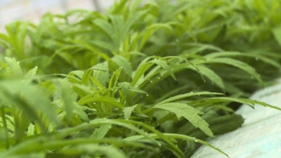 稀奇！这种蔬菜在恩施被做成了茶