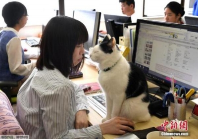 新西兰一公司试验一周只上四天班：效率提升，精神压力减少