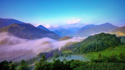 鹤峰：3.64万亩烤烟一片新绿 烤烟丰收在望
