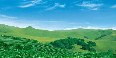 三宣三讲进千村 | 直到遇见鹤峰的这种茶，才知道这么多年的茶白喝了！