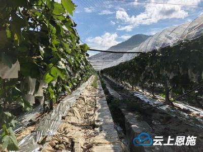 鹤峰下坪：打造葡萄产业 助农民增收