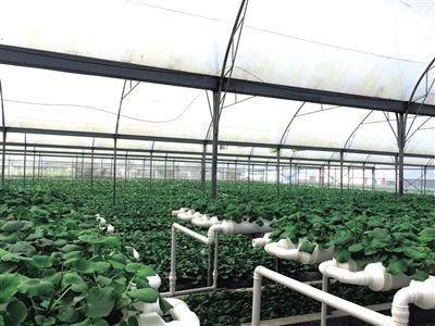 华中农业大学植物科学技术学院实践教学基地落户恩施州农科院
