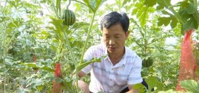 建始：高山上种大棚蔬菜 成就了产业富了农家