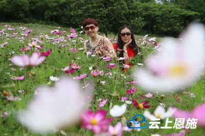 随手拍：花海间芬芳里 度缤纷夏日